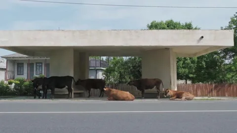 Cows Resting at Bus Stop in Rural Georgia Summer - Slow Living and Rural Life Stock Footage 326916696