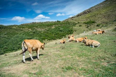 Cows resting in the field Stock Photos