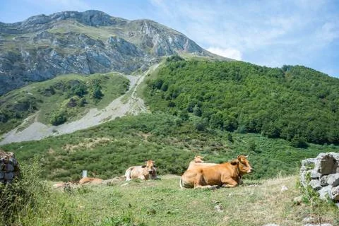 Cows resting in the field Stock Photos