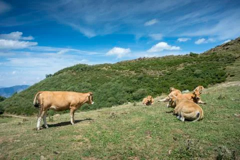 Cows resting in the field Stock Photos