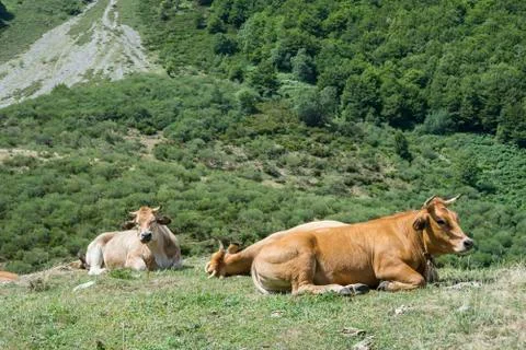 Cows resting in the field Stock Photos