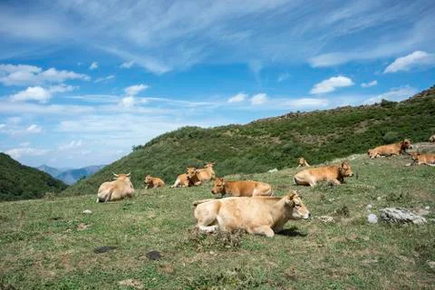 Cows resting in the field Stock Photos
