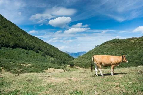 Cows resting in the field Stock Photos