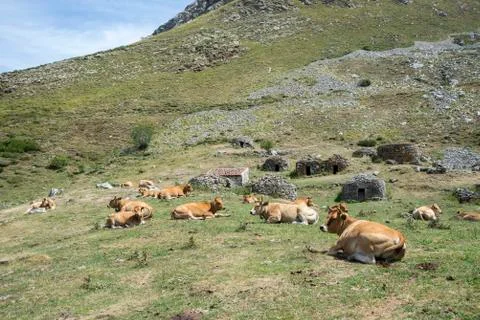 Cows resting in the field Stock Photos