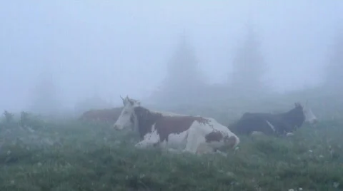 Cows resting in fog Stock Footage 861327