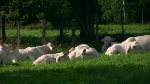 Cows resting Stock Footage 503366