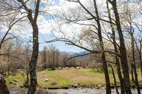 Cows resting in the forest Stock Photos