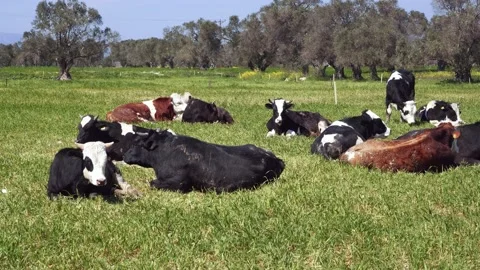 Cows Resting On The Grass Stock Footage 218604643