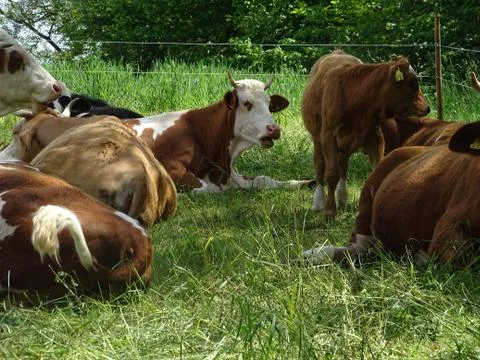 Cows resting on the grass in spring Stock Photos