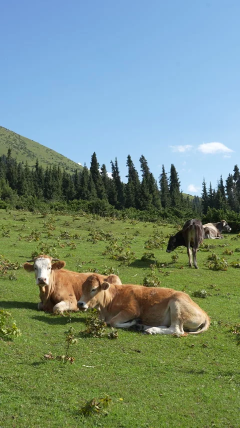 Cows resting in lush alpine meadow near pine forest Stock Footage 342025430
