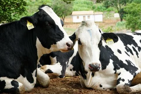 Cows resting in a meadow Foto stock