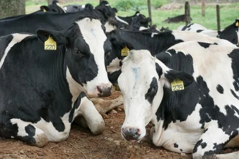 Cows resting in a meadow Stock Photos