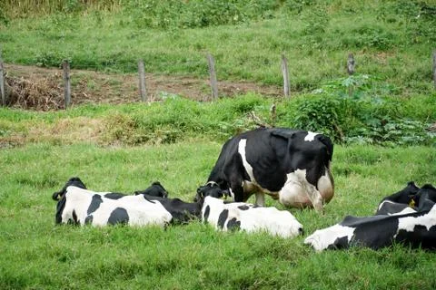 Cows resting in a meadow Stock Photos