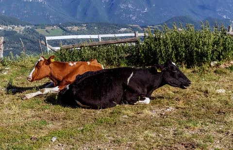 Cows resting on a meadow Stock Photos