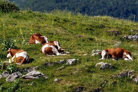 Cows resting on a meadow Stock Photos