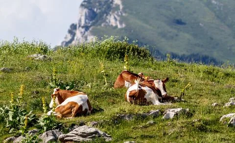 Cows resting on a meadow Foto stock