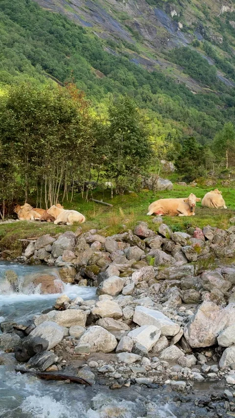 Cows resting by a mountain stream in a norwegian valley Stock Footage 324597571