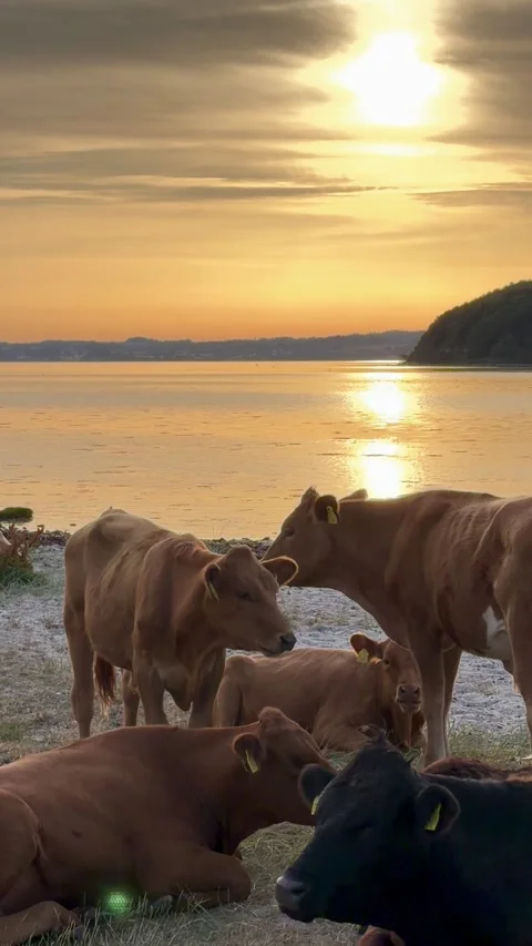 Cows resting near tranquil lake at sunset Vidéo 339490916