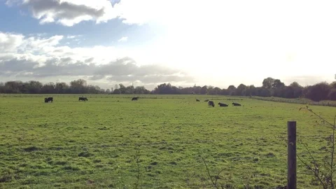 Cows resting on pastry Video stock 72867808