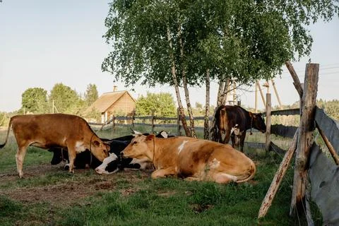 Cows Resting in Pasture with Birch Trees and Farmhouse 库存照片