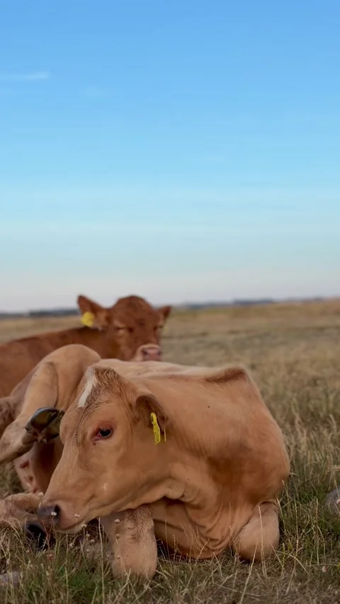 Cows resting peacefully in a grassy field 库存影片 339490841