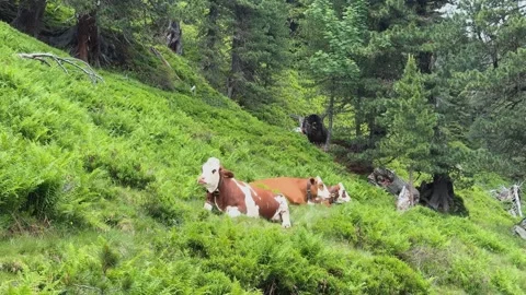 Cows resting peacefully on a lush green hillside in Koenigsleiten, Austria,.. Stock Footage 338171462