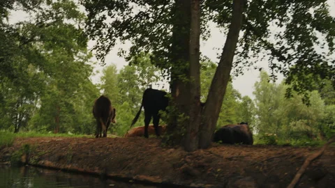 Cows Resting by Riverside in Forest, Spreewald Germany Video stock 320731997