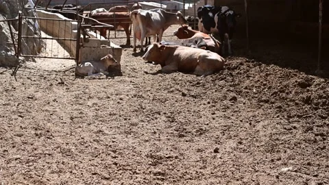 Cows resting in a stockyard Stock Footage 138542217