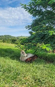 Cows resting under a tree Foto stock