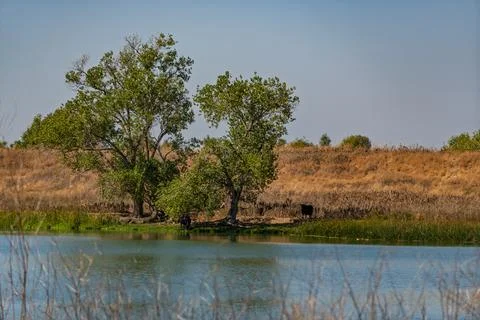 Cows Resting Under Trees Beside Water and Levee Fotos de archivo