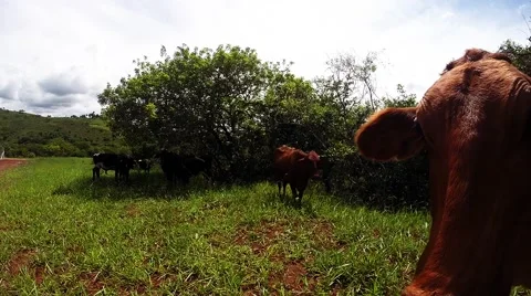 Cows Resting Under Trees Stock Footage 48655527