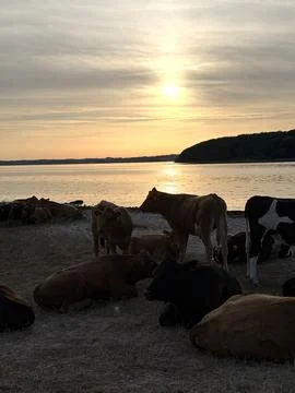 Cows resting by the water at sunset Stock Photos