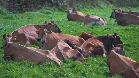 Cows Resting in Windy Meadow, Cornwall UK Countryside Scene Stock Footage 331453756