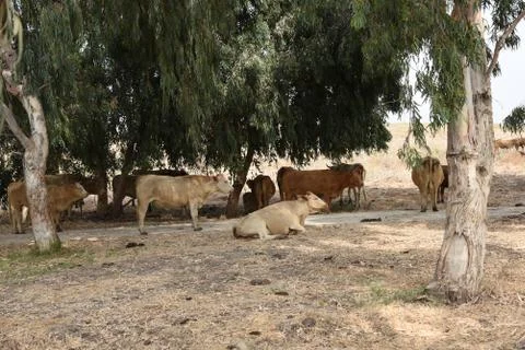 Cows restting under tree Stock Photos