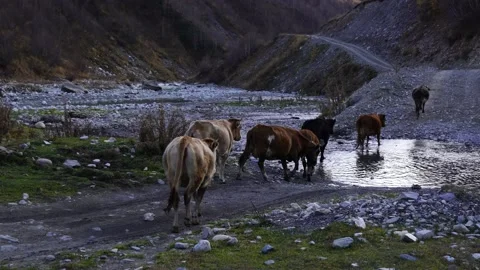 Cows return home in the mountains Stock Footage 153070398