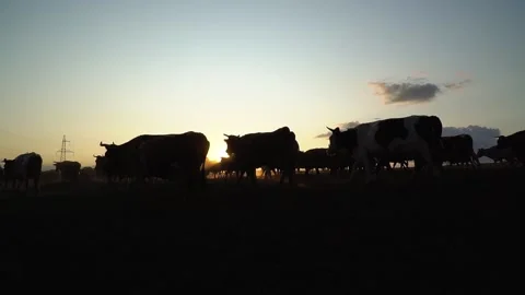 Cows returned from the pasture at sunset. overall plan. silhouette Video stock 132157746