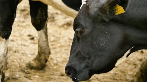 Cows returning to farm, close up Stock-Footage 81713211