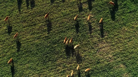 Cows Returning Home | Aerial view Video stock 92689522