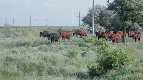 Cows returning from the pasture Stock Footage 53198719
