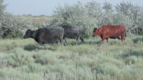 Cows returning from the pasture Stock-Footage 53198730