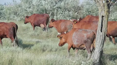 Cows returning from the pasture 스톡 동영상 53198738