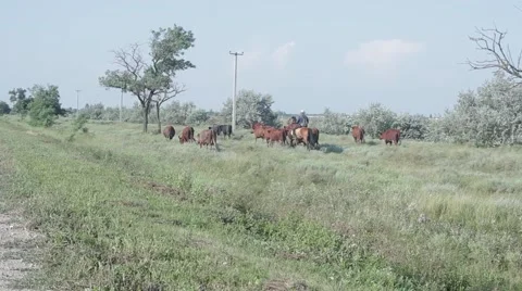 Cows returning from the pasture 스톡 동영상 53198747