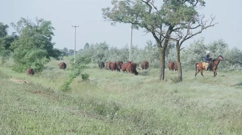 Cows returning from the pasture Stock Footage 53198757