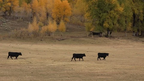 Cows returning to the ranch at the end of the day. 4K Stock Footage 96381057