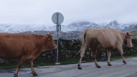 Cows returning to the stables in Pitoes das Junias. Portugal. 스톡 동영상 122988108