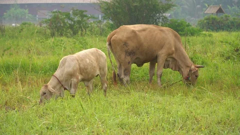 Cows in rice fields and eat grass. Stock Footage 128239180