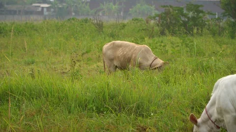 Cows in rice fields and eat grass. Stock Footage 128239186