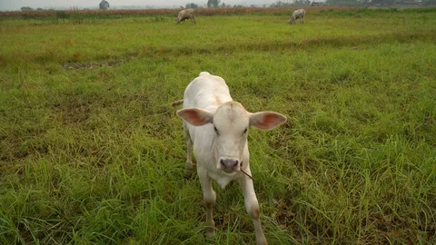 Cows in rice fields and eat grass. Stock Footage 128239187