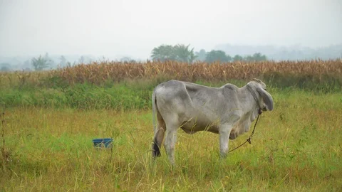 Cows in rice fields and eat grass. Stock Footage 128239194