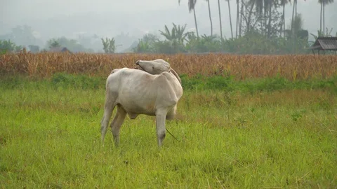 Cows in rice fields and eat grass. Stock Footage 128239310